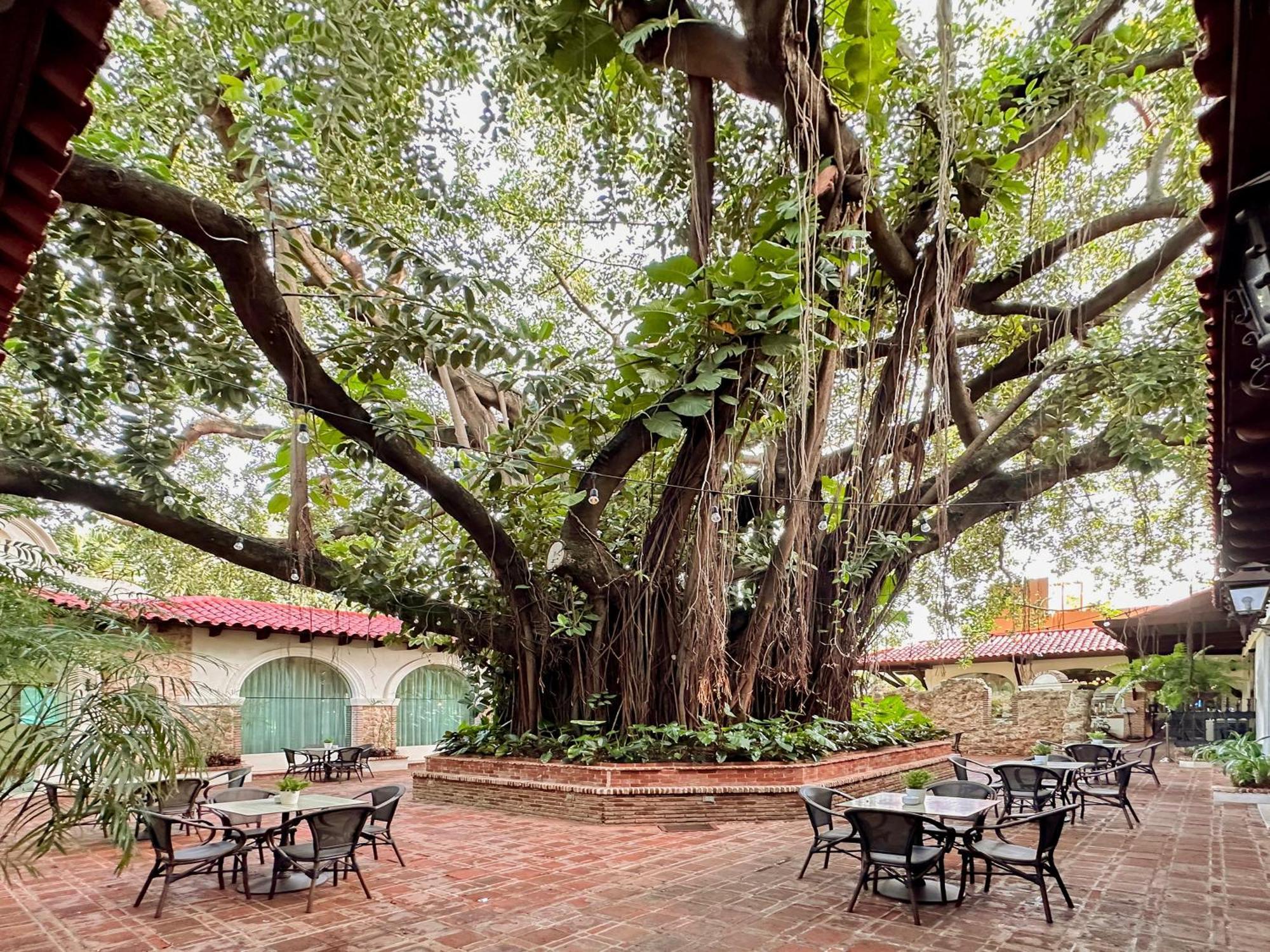סנטו דומינגו El Embajador, A Royal Hideaway Hotel מראה חיצוני תמונה The Banyan Tree at the Banyan Resort